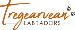 Tregearvean Labradors